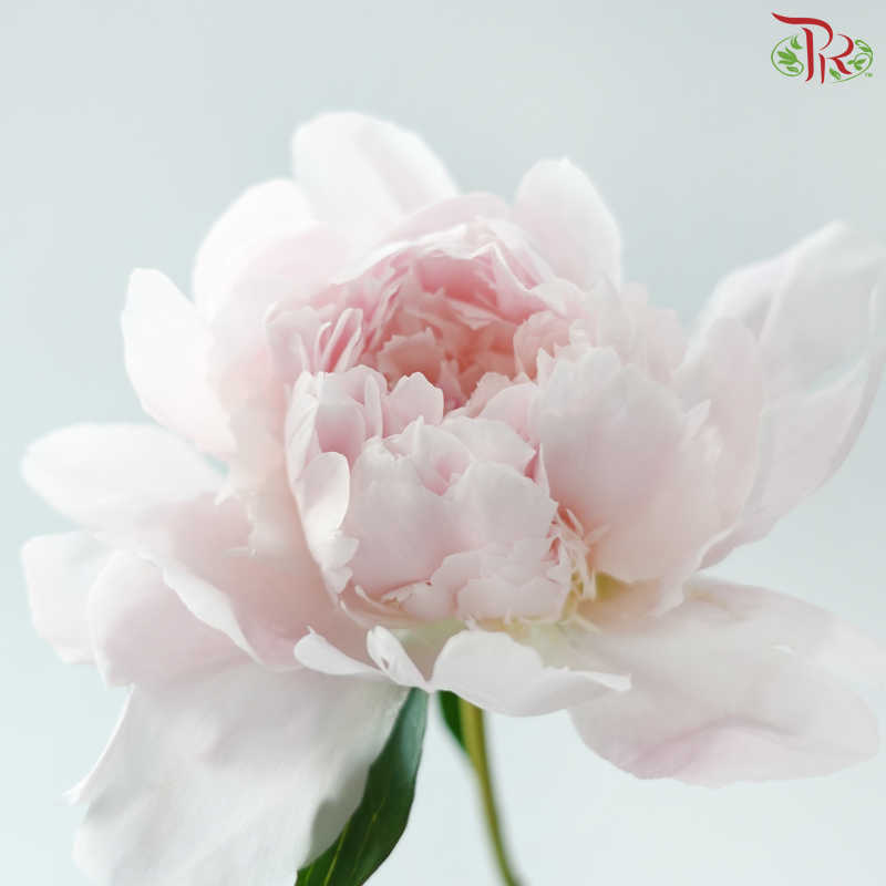 Peony