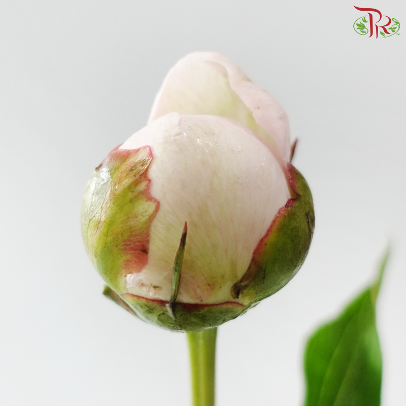 Peony