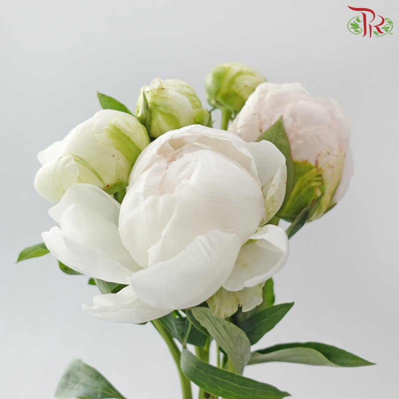 Peony
