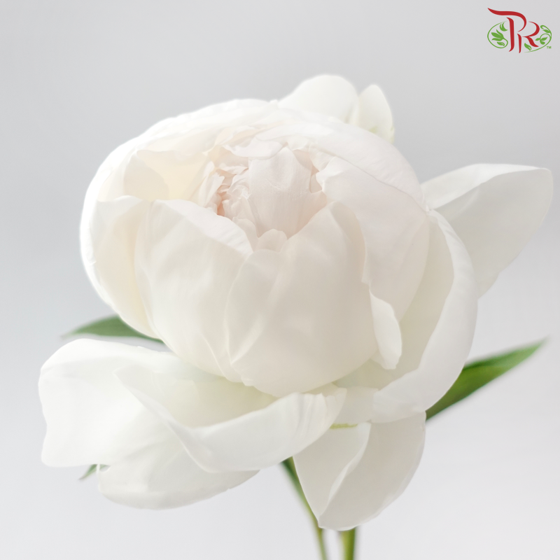 Peony