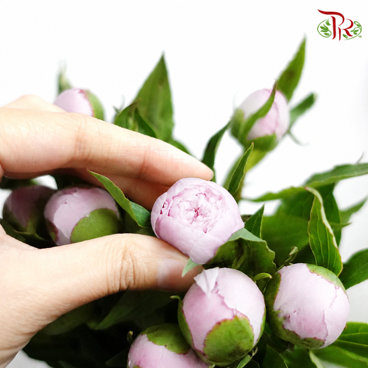 Peony Spray《多头牡丹》- Small / Medium Head