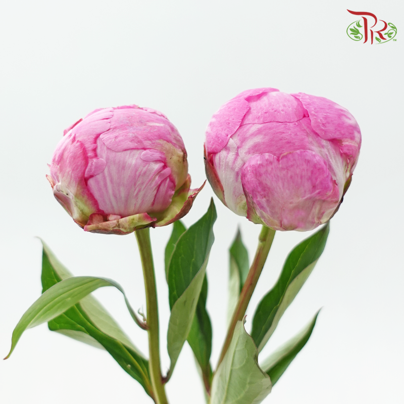 Peony *Small Bud ****FRAGILE