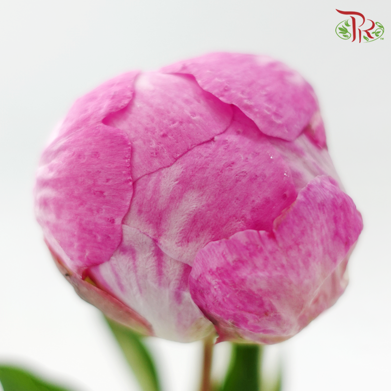 Peony *Small Bud ****FRAGILE