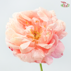 Peony 《牡丹》- Small / Medium Head