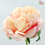Peony 《牡丹》- Small / Medium Head