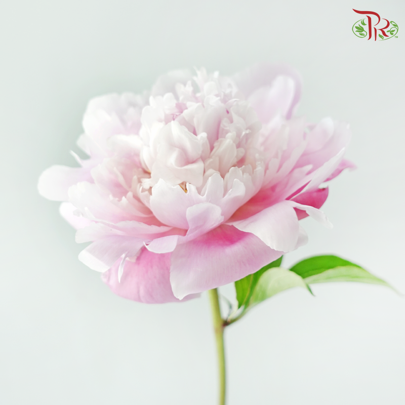 Peony ***Fragile (Small/ Medium Size)