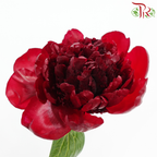 Peony *Small Bud ****FRAGILE