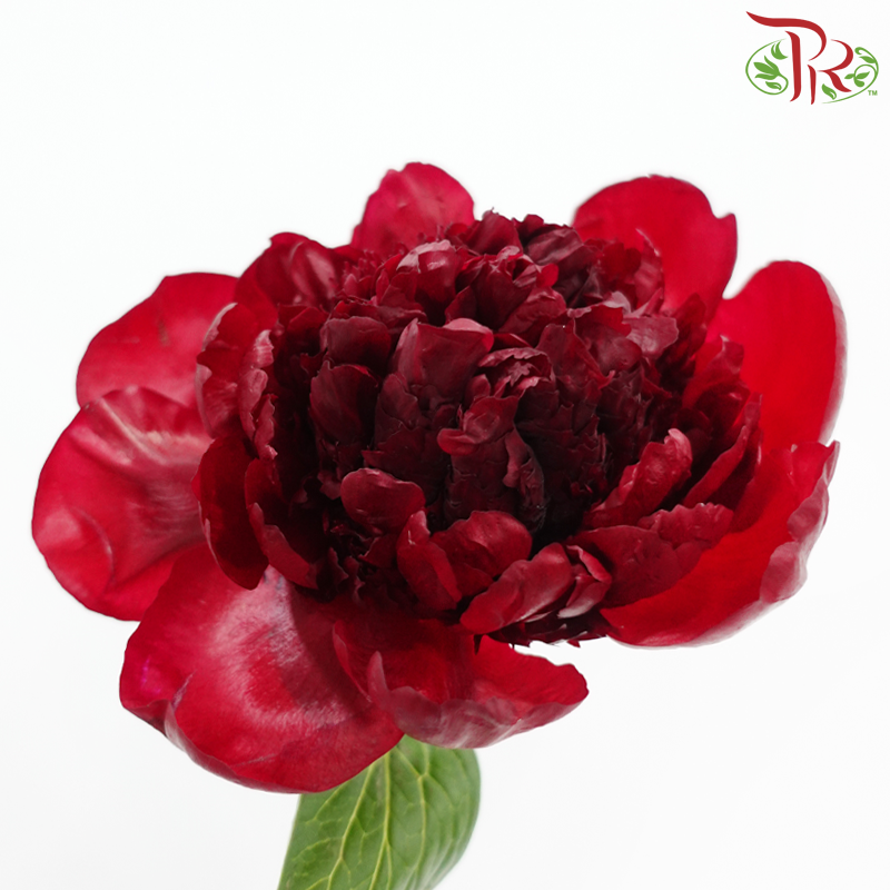 Peony *Small Bud ****FRAGILE