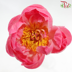Peony *Small Bud ****FRAGILE