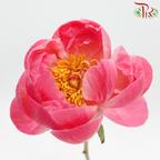Peony *Small Bud ****FRAGILE