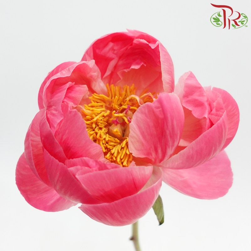 Peony *Small Bud ****FRAGILE