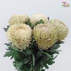 Peony Mum Dyed (Chrysanthemum)