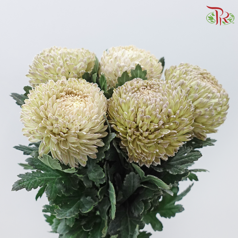 Peony Mum Dyed (Chrysanthemum)