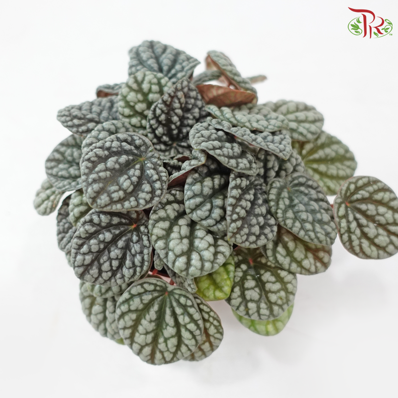 Peperomia Caperata Burbella  110 - 25cm《泡泡椒草》