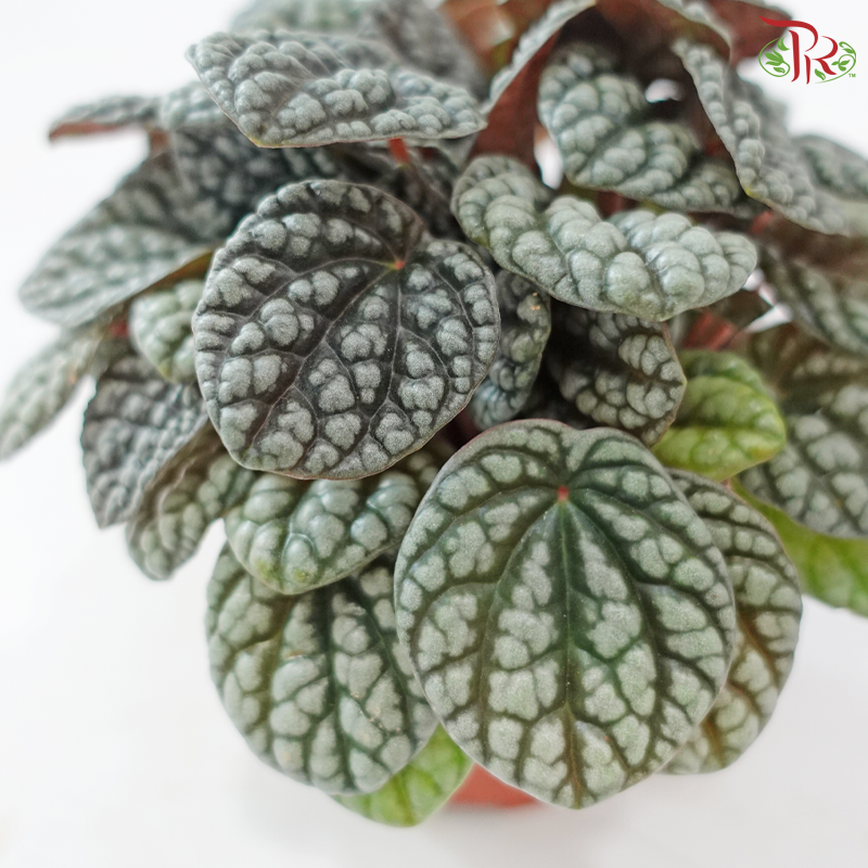 Peperomia Caperata Burbella  110 - 25cm《泡泡椒草》