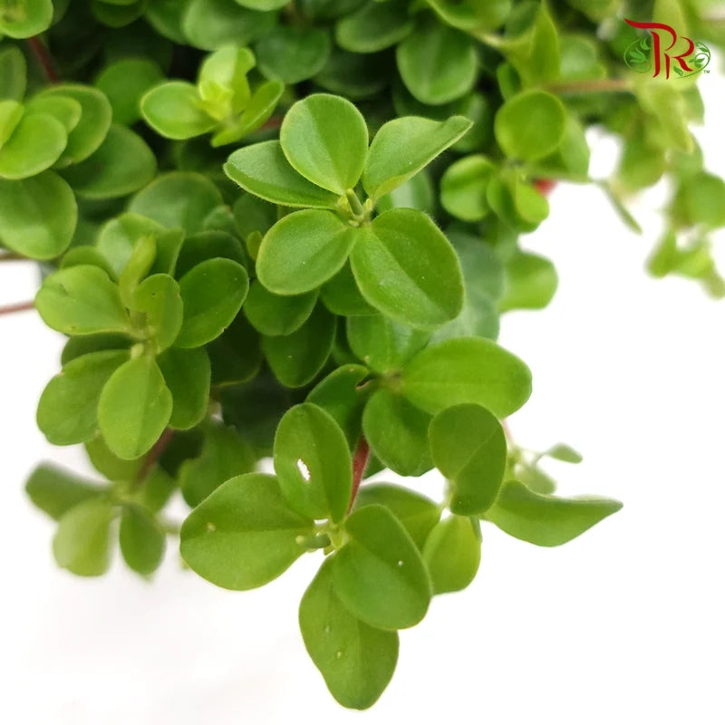 Peperomia Mini Valley – P150 《圆蔓椒草》