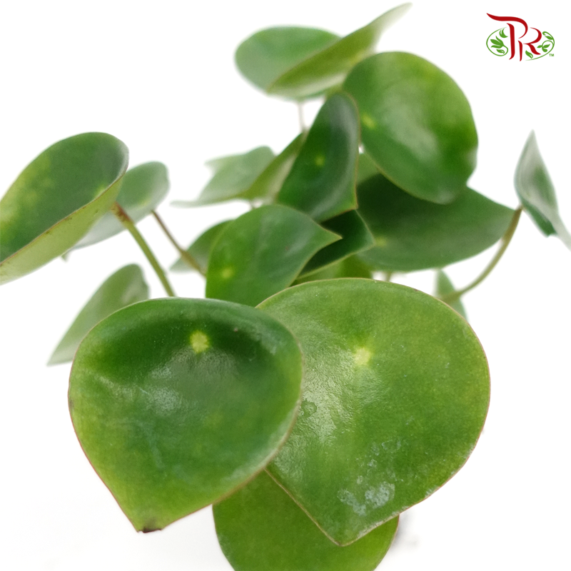 Peperomia Polybotrya 《荷叶椒草》 - Pudu Ria Florist