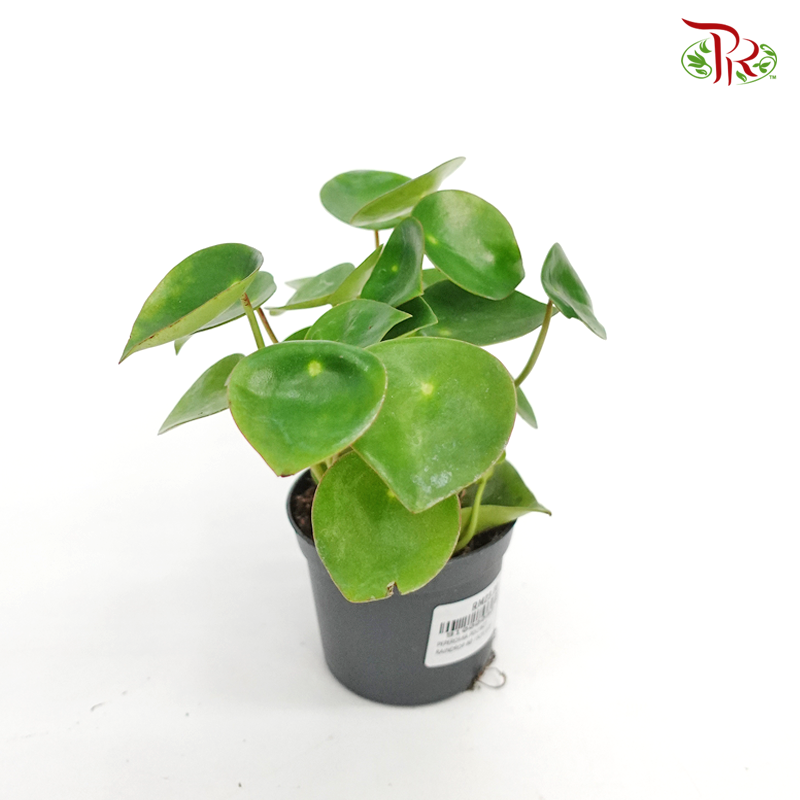 Peperomia Polybotrya 《荷叶椒草》 - Pudu Ria Florist