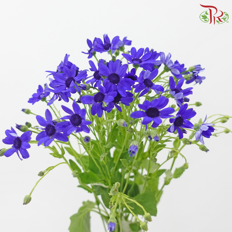 Pericallis