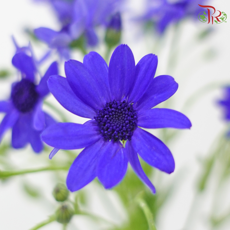 Pericallis
