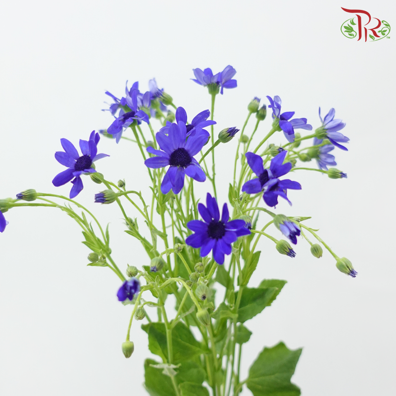 Pericallis