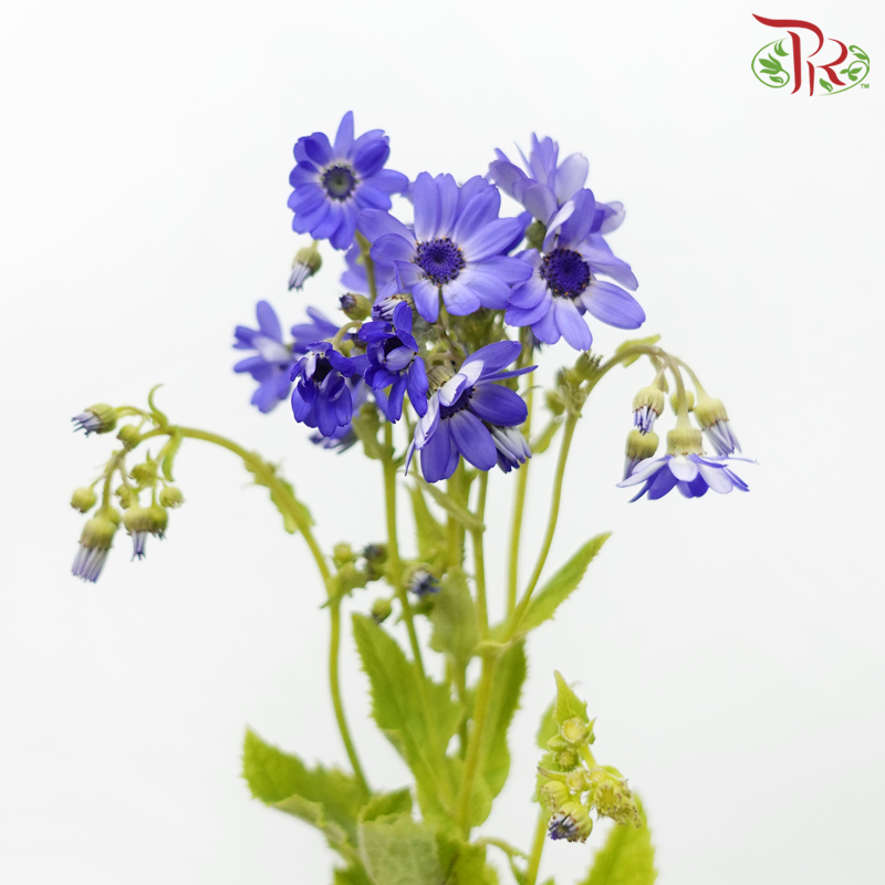 Pericallis