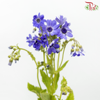 Pericallis