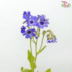 Pericallis