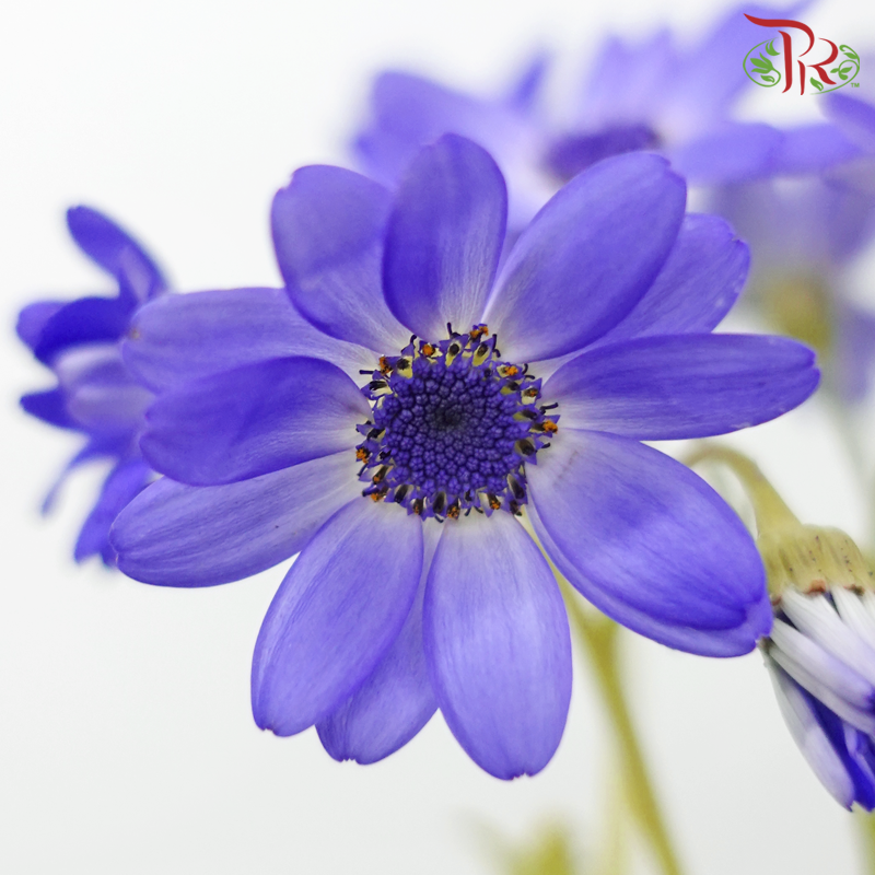 Pericallis
