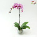 Big Single Stem Phalaenopsis Orchid