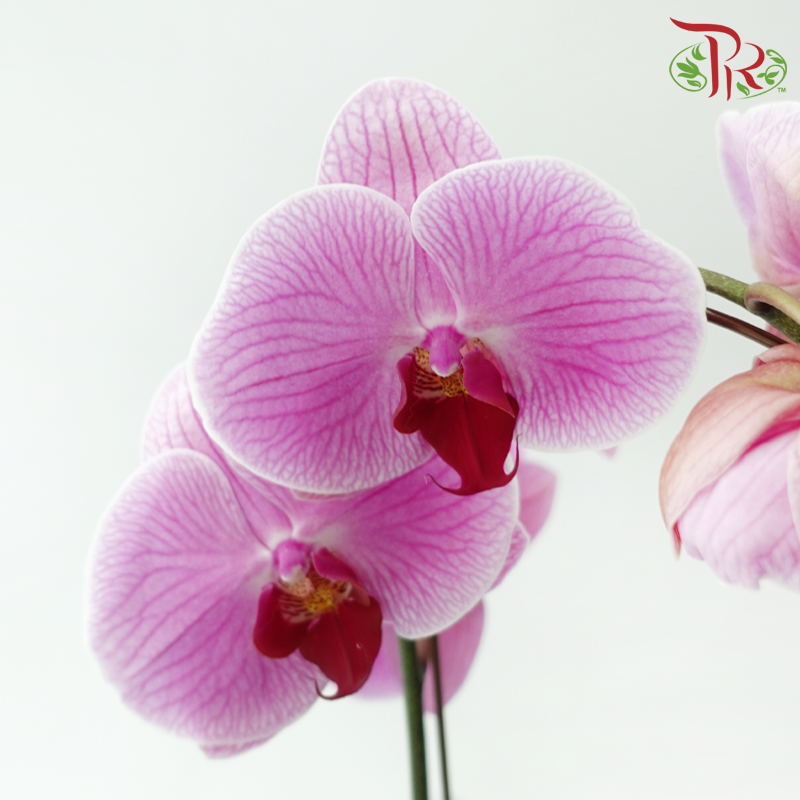 Big Single Stem Phalaenopsis Orchid