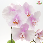 Big Single Stem Phalaenopsis Orchid
