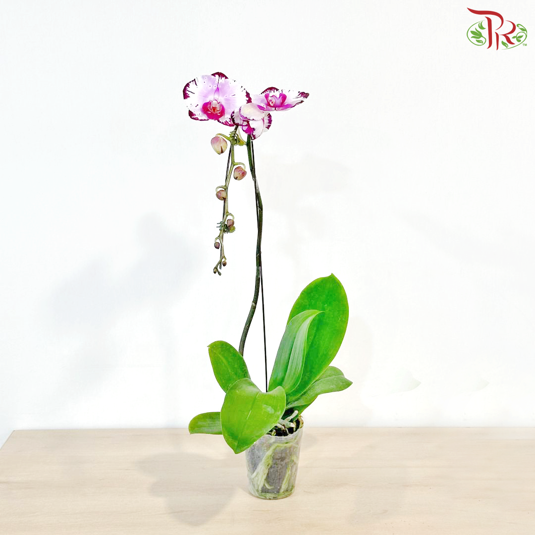 Big Single Stem Phalaenopsis Orchid