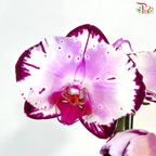 Big Single Stem Phalaenopsis Orchid