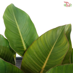 Philodendron Red Congo P17《红帝王蔓绿绒》