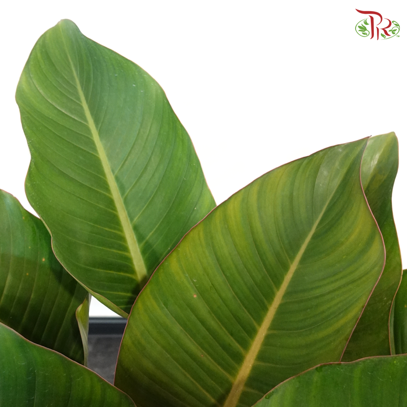 Philodendron Red Congo P17《红帝王蔓绿绒》