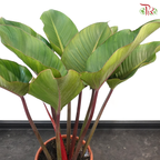 Philodendron Red Congo P17《红帝王蔓绿绒》