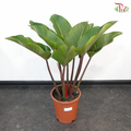 Philodendron Red Congo P17《红帝王蔓绿绒》