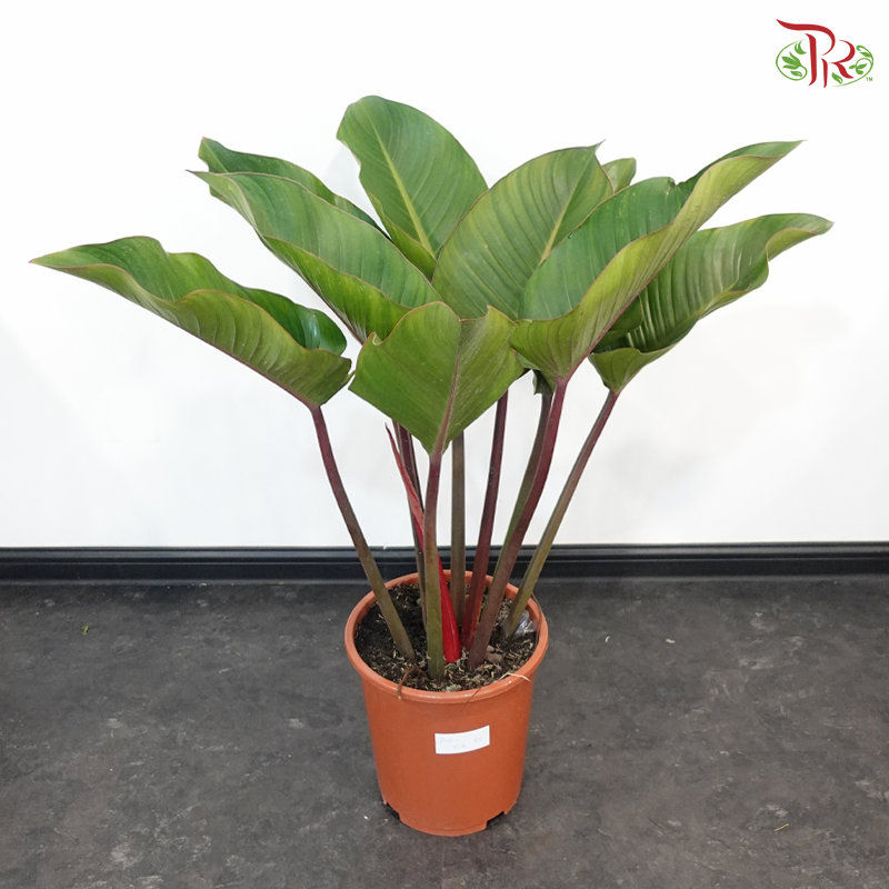 Philodendron Red Congo P17《红帝王蔓绿绒》