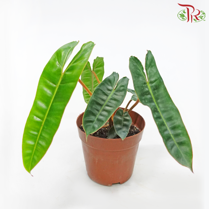 Philodendron Billietiae《橘柄蔓綠絨》 - Pudu Ria Florist