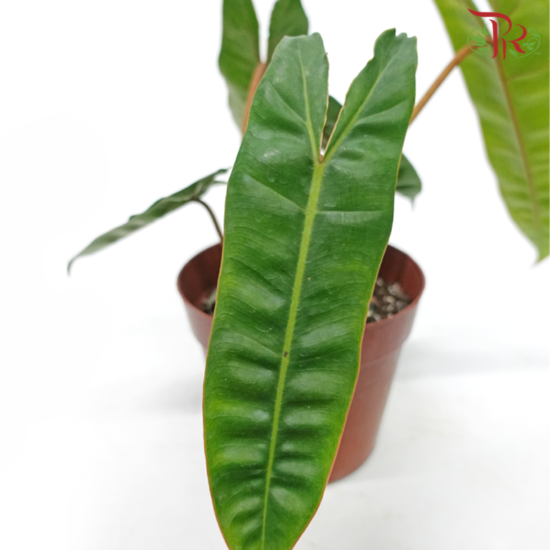 Philodendron Billietiae《橘柄蔓綠絨》 - Pudu Ria Florist