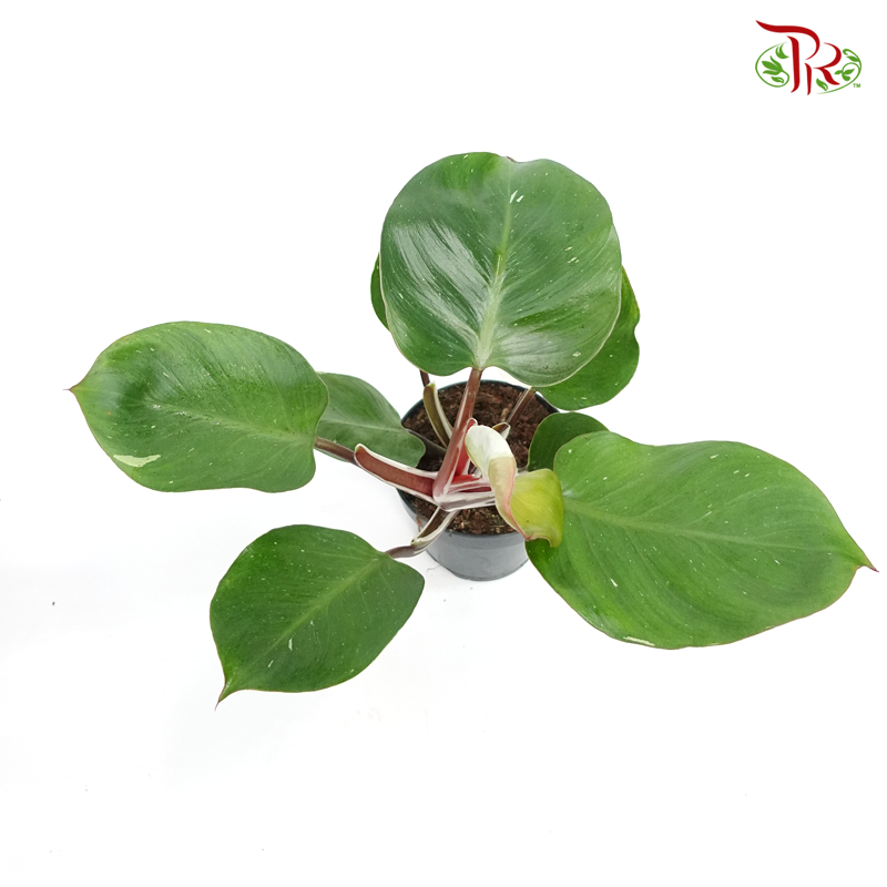 Philodendron White Knight  《白騎士蔓绿绒》 - Pudu Ria Florist