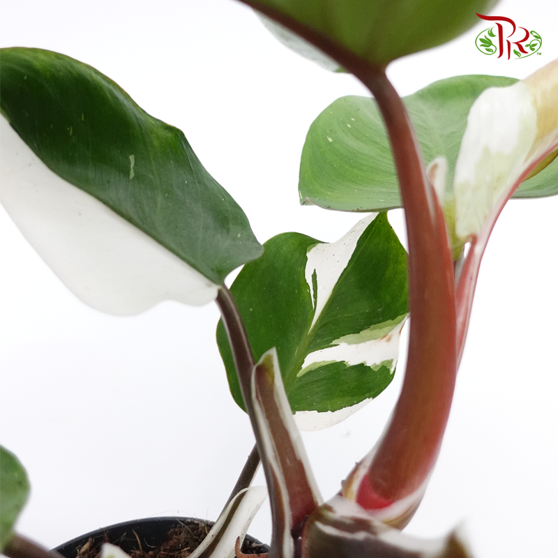 Philodendron White Knight  《白騎士蔓绿绒》 - Pudu Ria Florist