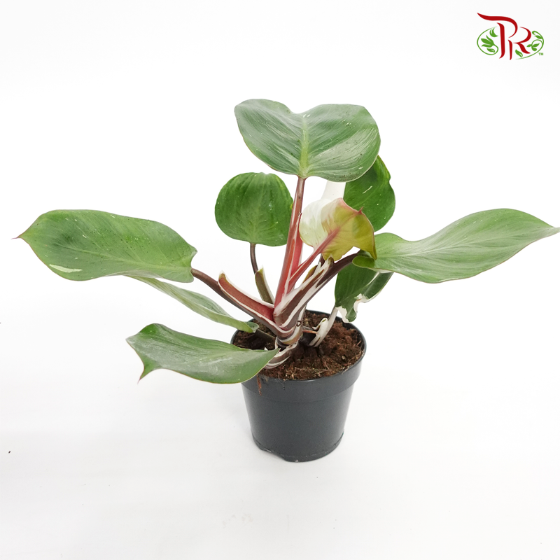 Philodendron White Knight  《白騎士蔓绿绒》 - Pudu Ria Florist