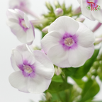 Phlox 《天蓝绣球》