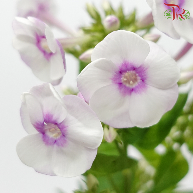 Phlox 《天蓝绣球》