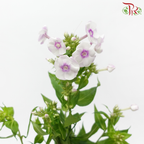 Phlox 《天蓝绣球》