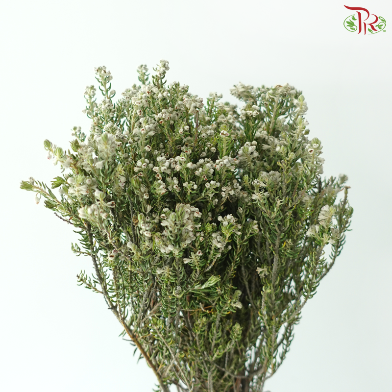 Phylica Ericoides (Rock) (10 Stems)