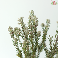 Phylica Ericoides (Rock) (10 Stems)