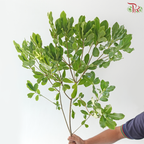 Phyllanthus Emblica《油甘》